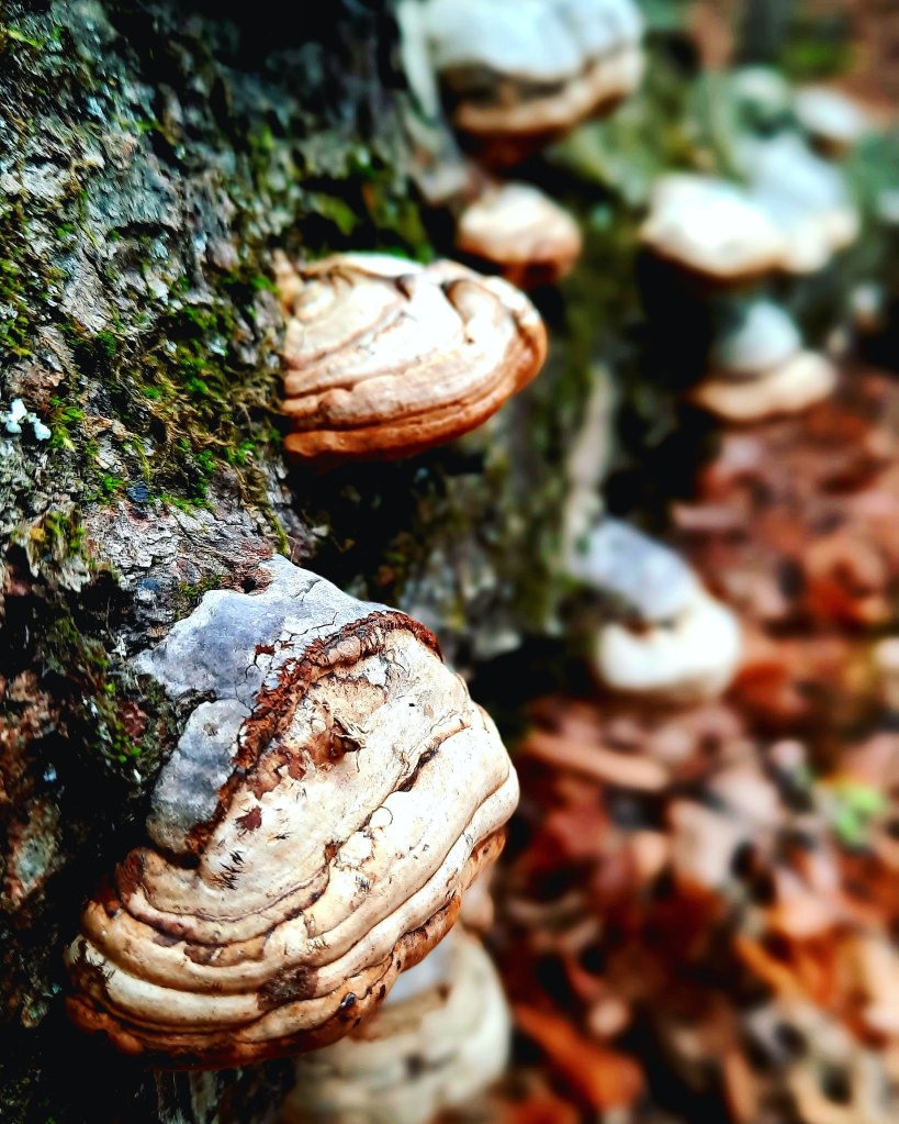 Scallops like fungi growing on a fallen tree with lichen at Robert H Treman State Park in Ithaca, New York