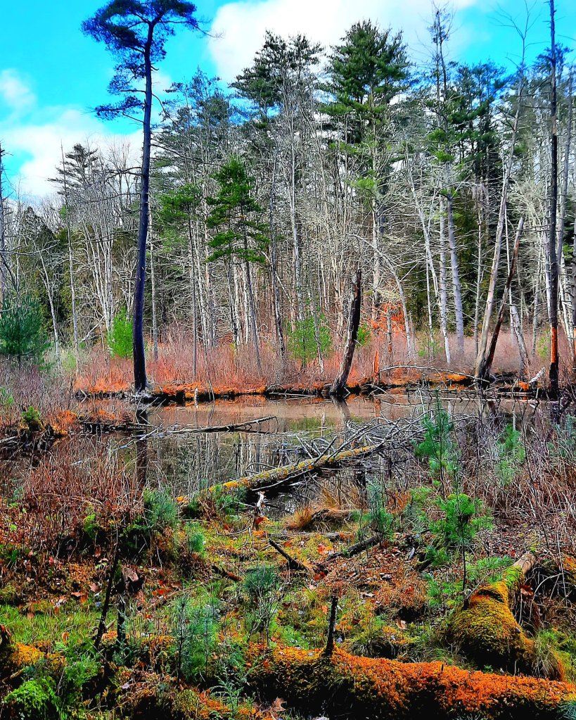 Bog trail at Chenango Valley State Park in upstate New York, NY outdoors lifestyle, hiking, autumn hikes, November 2023, travel, destinations