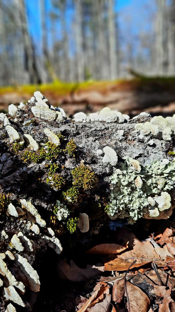 Moss, fungi and lichen growing on fallen trees in Chenango Valley State Park in New York, February 2024, winter hiking adventures, lifestyle blogger, natural light and textures photography, upstate NY hiking trails, things to do near Binghamton