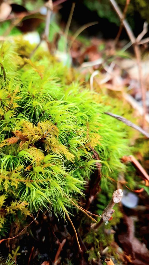 Fluffy moss growing on a stump, happy moss happy plants, hiking at Binghamton University Nature Preserve March 3, 2024 - 3/3 portal - Kae Audhild fitness, adventure blogging, alt lifestyle blogger - things to do in Binghamton New York