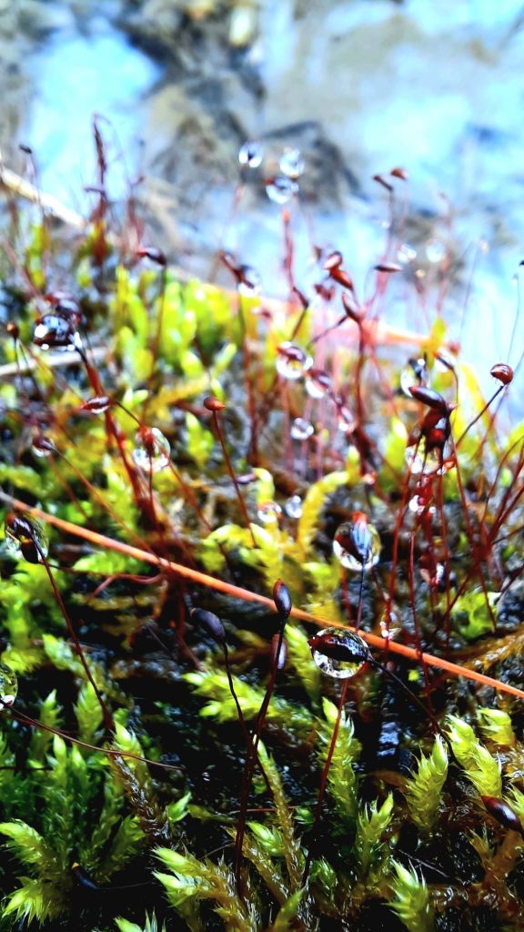 Water droplets on moss seed pods sprouts, macro photography, hiking at Binghamton University Nature Preserve March 3, 2024 - 3/3 portal - Kae Audhild fitness, adventure blogging, alt lifestyle blogger - things to do in Binghamton New York