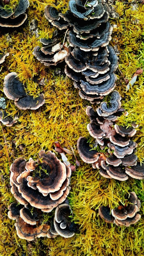 Moss and blue striped fungi growing on a tree, hiking at Binghamton University Nature Preserve March 3, 2024 - 3/3 portal - Kae Audhild fitness, adventure blogging, alt lifestyle blogger - things to do in Binghamton New York