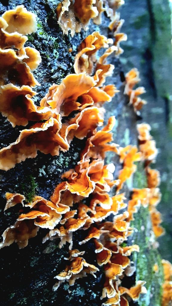Weird jelly like fungi growing on tree trunk, moss lichen and bark textures, hiking at Binghamton University Nature Preserve March 3, 2024 - 3/3 portal - Kae Audhild fitness, adventure blogging, alt lifestyle blogger - things to do in Binghamton New York