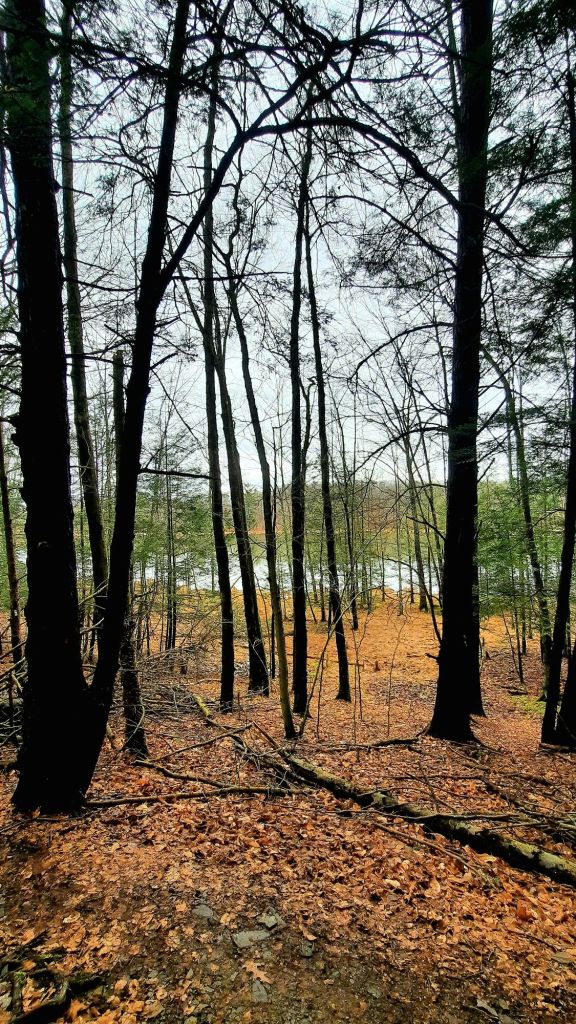 View through the trees, upstate NY hiking trails, hiking at Binghamton University Nature Preserve March 3, 2024 - 3/3 portal - Kae Audhild fitness, adventure blogging, alt lifestyle blogger - things to do in Binghamton New York