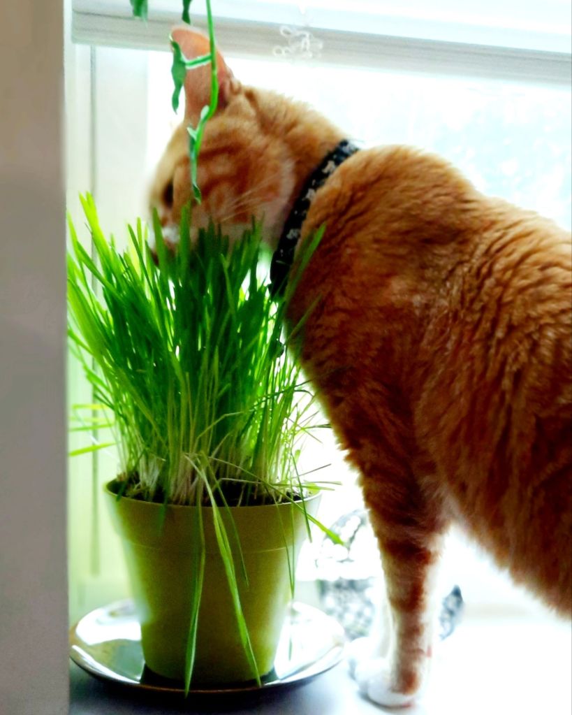 Oni, Kae Audhild's orange cat, eating cat grass - wheat, oat and barley grass mix - wheatgrass