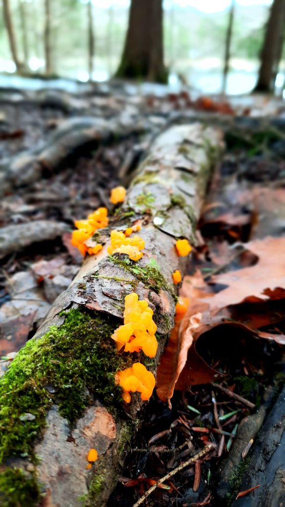 some sort of yellow fungi growing on a mossy branch at Hawkins Pond Nature Area in Windsor, New York