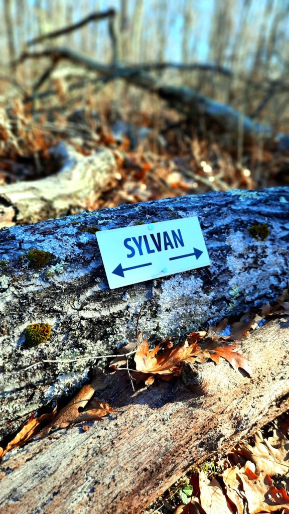 Sylvan trail marker nailed onto a fallen tree branch