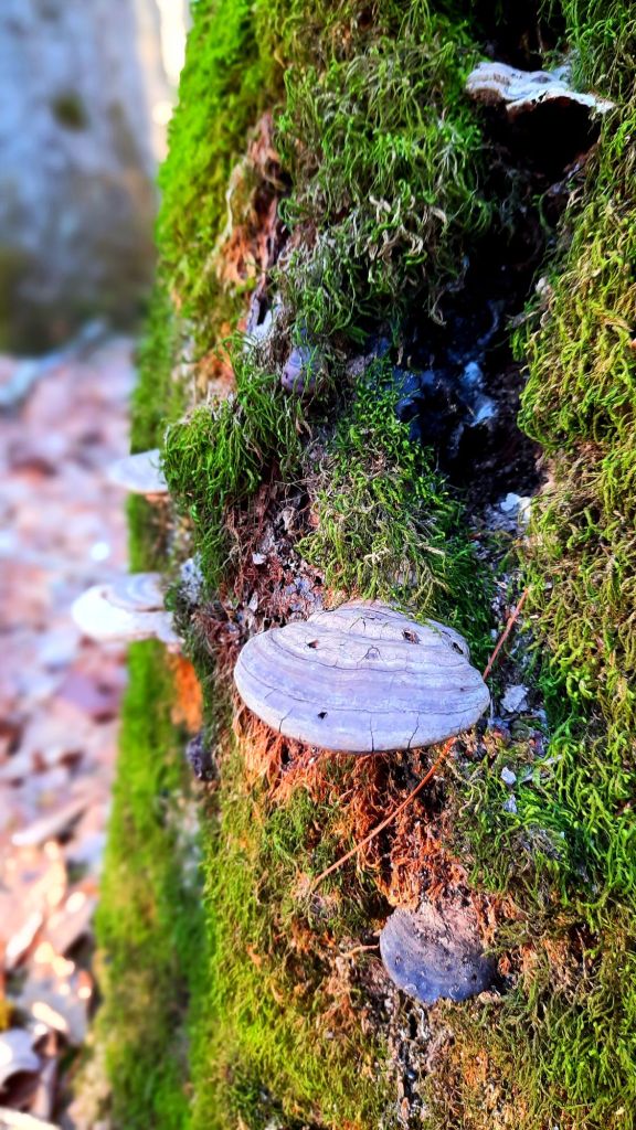 Fungi growing on a moss-covered stump 