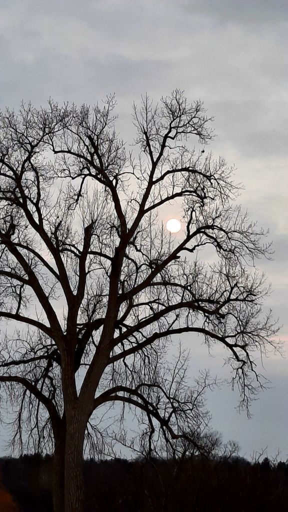 The nearly full moon at sunset, shining behind a willow tree at Stewart Park in Ithaca, NY