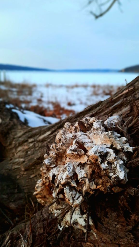 Mushrooms growing on a fallen tree beside Cayuga Lake - Stewart Park in Ithaca, New York