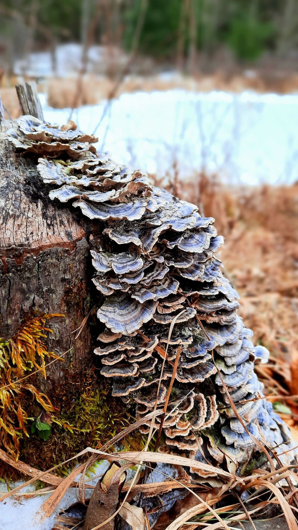 Turkey Tail Mushrooms