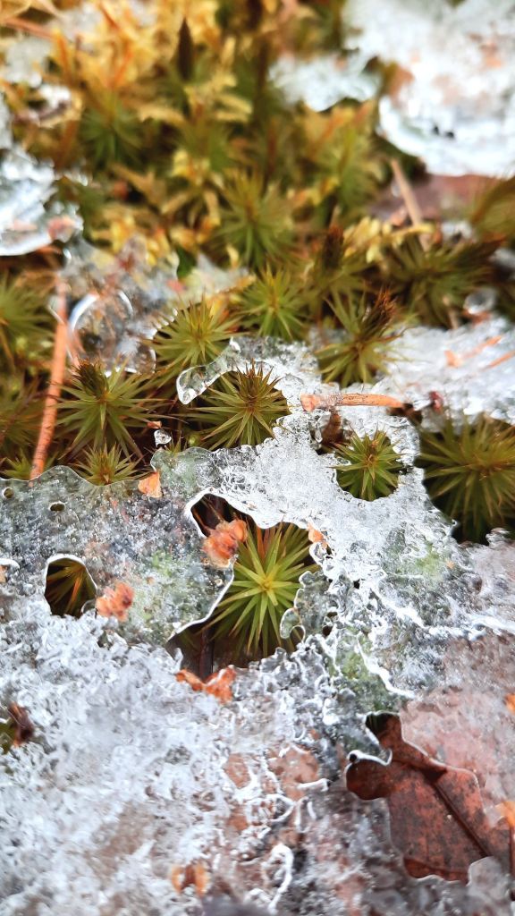 Moss growing beneath a sheet of melting ice in February 2025