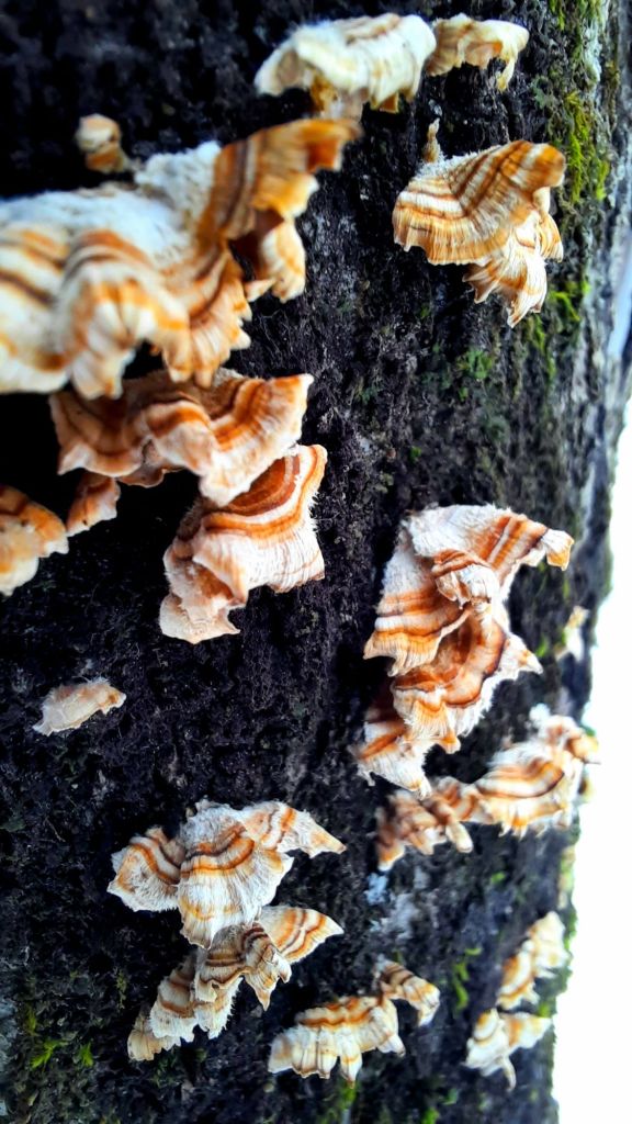 Notice how the immature turkey tail mushrooms are rather hairy-looking and not fully fanned out.