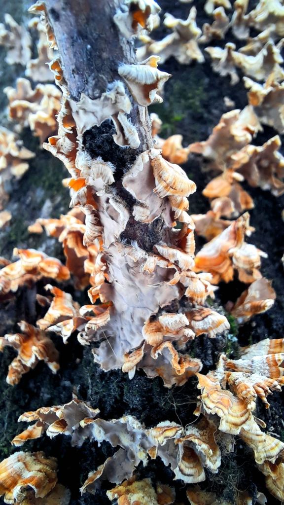 That fuzzy white patch is called mycelium (pl. mycelia), which slowly digests the rotting wood on which it grows. When it's ready to reproduce, the mycelium develops into a fan-shaped mushroom.