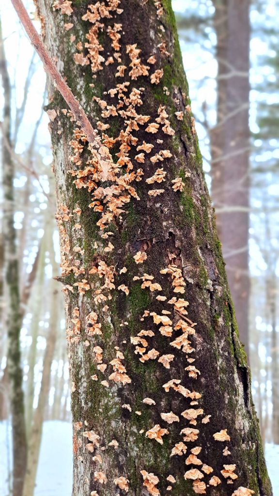 Young turkey tail mushrooms growing on a tree in an unnamed forest in Tioga County, NY. The outer layers of the tree are rotting, making it the perfect food source for the fungi.