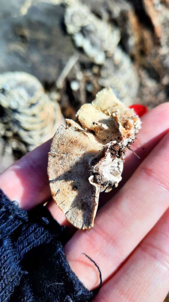 The bottom side of a mature turkey tail mushroom, found in Owego, NY. Notice the pores - this is where the spores are held, and later released to produce more mushrooms. 