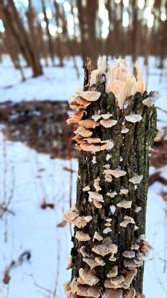 Turkey tail mushrooms growing at Hinchcliff Family Preserve (on Skaneateles Lake) in Homer, NY 
