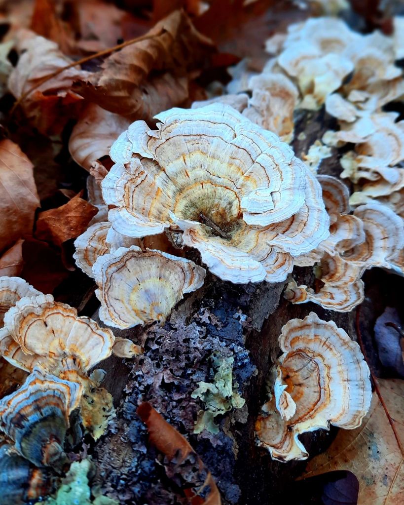 Turkey tail mushrooms found at Shindagin Hollow State Forest in Brooktondale, NY
