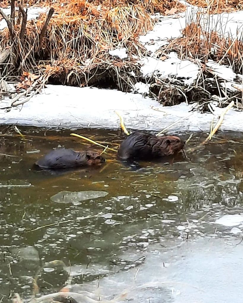 A pair of beavers building a dam next to their bank den. They do this to create a deeper pool of water by their home, for safety and food. Aren't they cute??