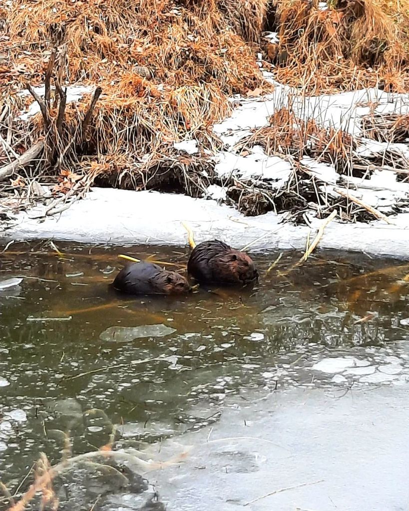 A pair of beavers building a dam next to their bank den. They do this to create a deeper pool of water by their home, for safety and food. Aren't they cute??