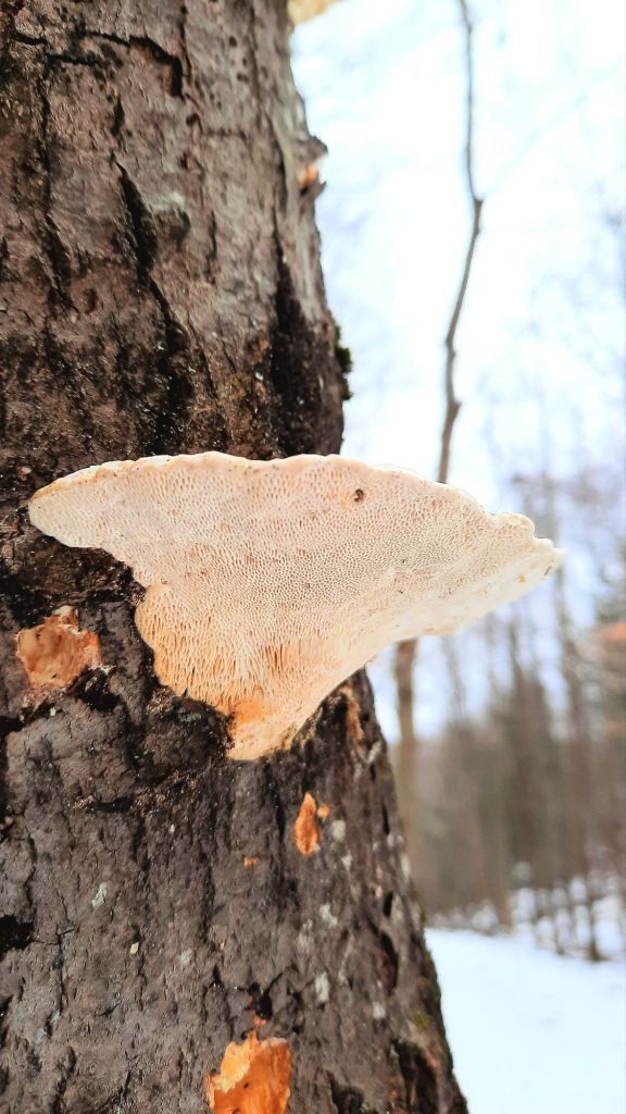 Bottom side of a thin walled white maze polypore mushroom growing on a tree at Binghamton University Nature Preserve