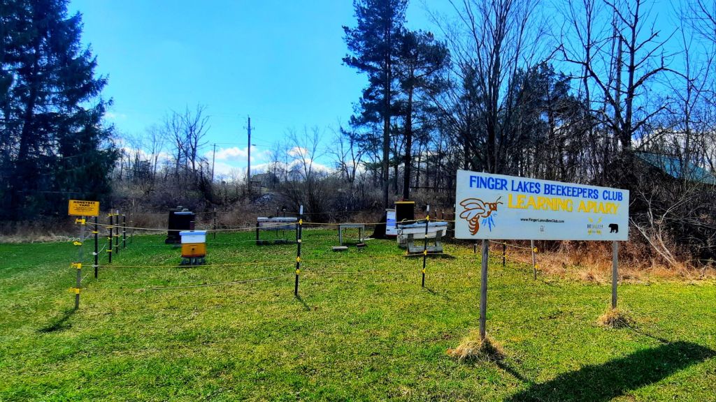 Finger Lakes Beekeepers Club Learning Apiary - I love these bees! I got to see them in action last summer, and they are the most quiet and docile little blonde honeybees.. I was shocked at how friendly they are!