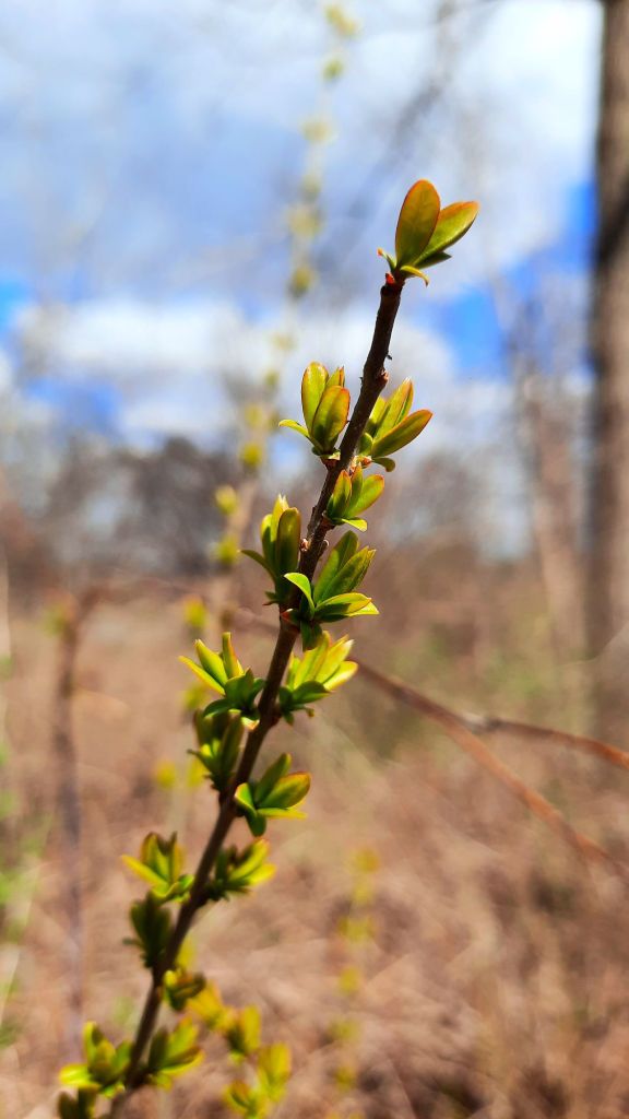 Had to stop and appreciate the green. I love watching the plants 'wake up' each spring. 🌿