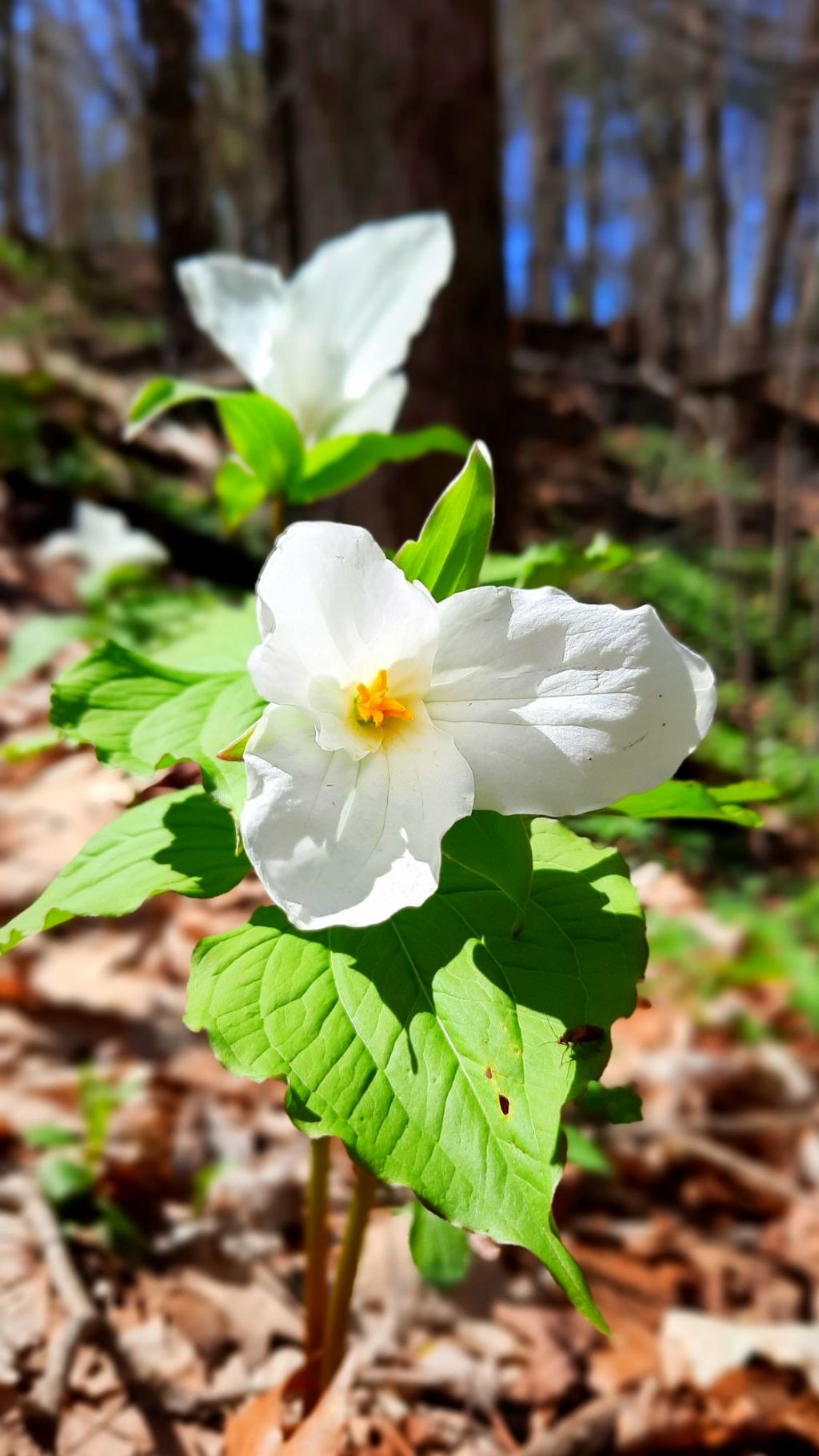 Trillium Flowers – Don’t Pick&nbsp;Them!