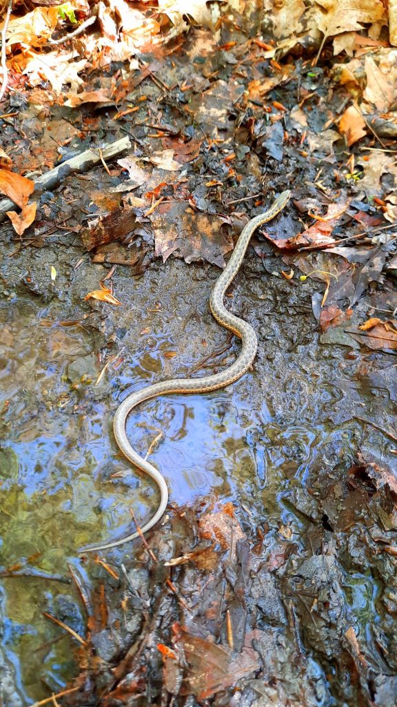 Found a common garter snake along the skyline trail. While considered harmless, they, like all reptiles, carry bacteria in their mouths that can cause a nasty infection if bitten.