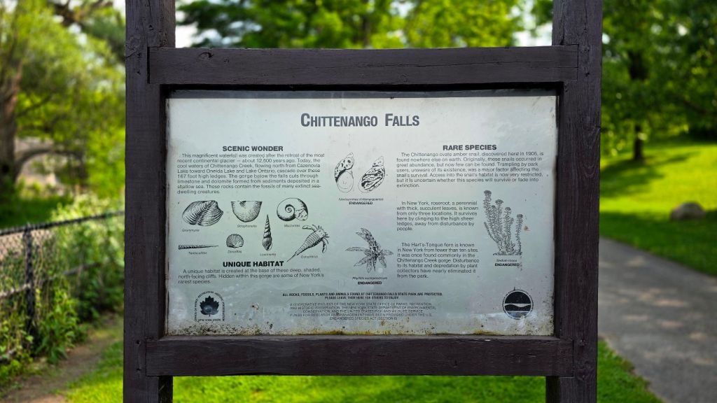 Chittenango Falls is not only beautiful, but also in an area where a lot of fossils from prehistoric sea creatures can be found, as well as current home to rare snail and plant species.