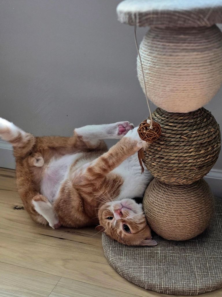 Whisker City 19in 3 ball cat scratching post from PetSmart