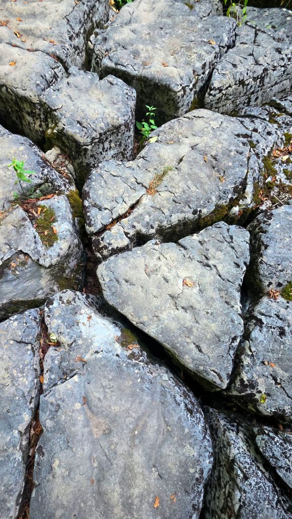 Three Falls Woods Manlius NY limestone karst topography - Karst topography is a landscape shaped by the dissolution of soluble bedrock, primarily limestone, dolomite, and gypsum. It's characterized by features like sinkholes, caves, springs, and underground drainage systems. This unique landscape forms when slightly acidic groundwater dissolves the bedrock over long periods, creating intricate subsurface features. 