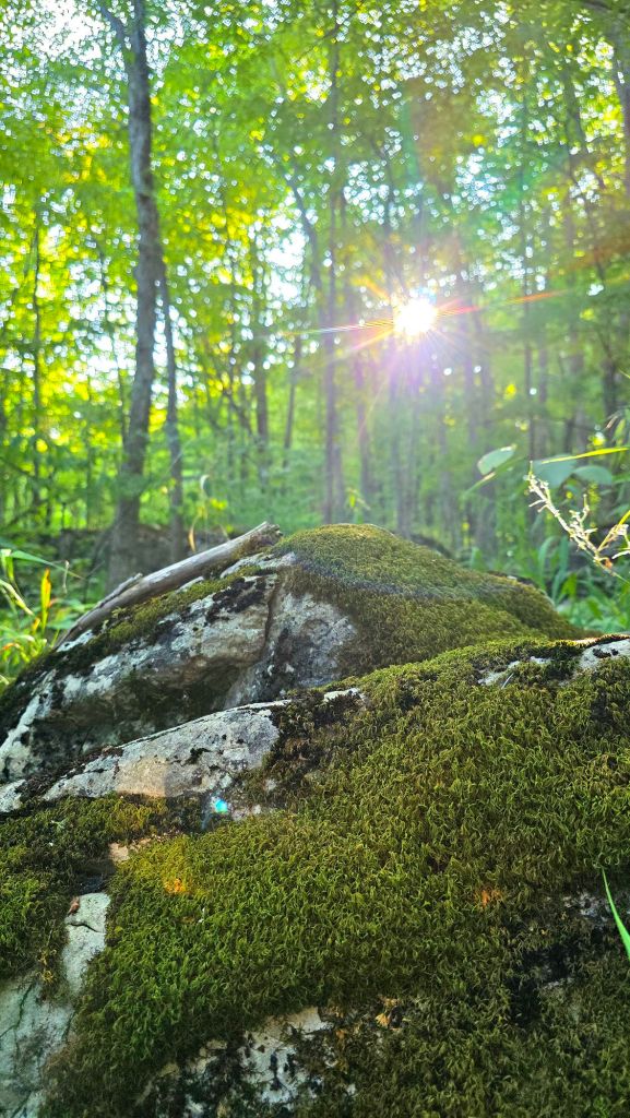 Moss growing on the limestone rocks at Three Falls Woods in Manlius, New York , the bright summer sun shining through the trees , lens flare photography
