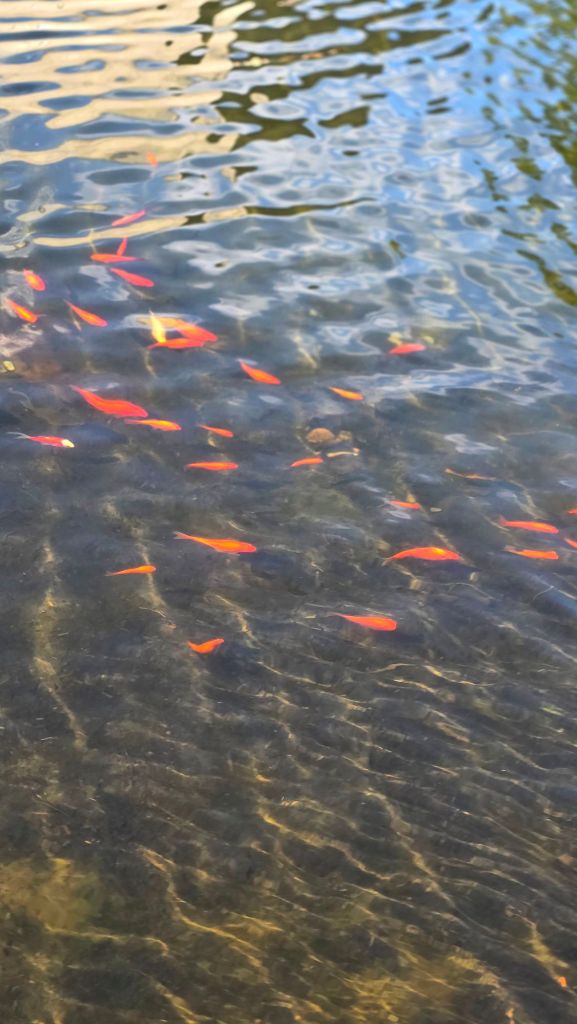 Koi pond at Nay Aug Park in Scranton, PA