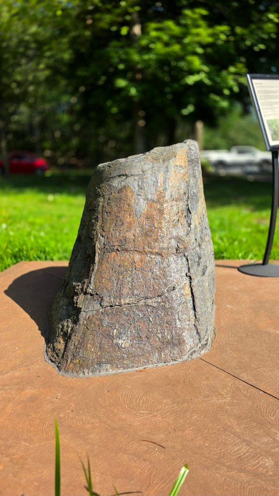 Cast fossil of the trunk of a Sigillaria, an extinct giant scaled tree 