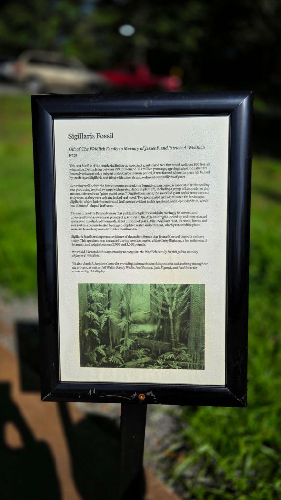 Cast fossil of the trunk of a Sigillaria, an extinct giant scaled tree 