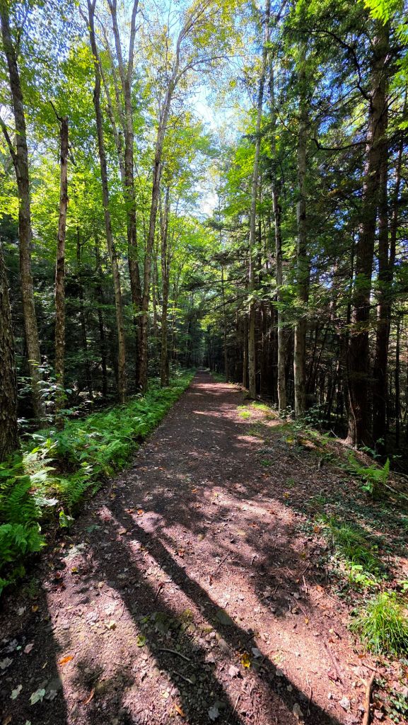Hiking trail through the Loyalsock State Forest to the Haystacks in Dushore, PA