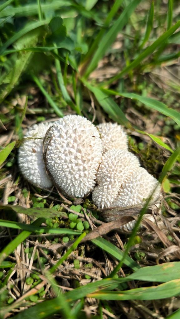 Common puffball mushrooms