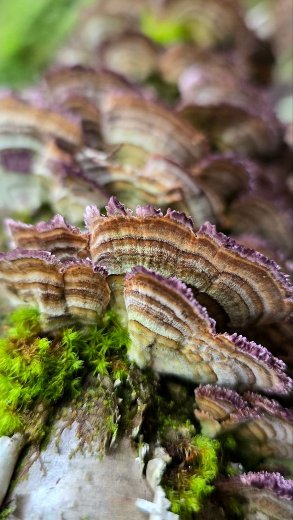 Violet-toothed polypore