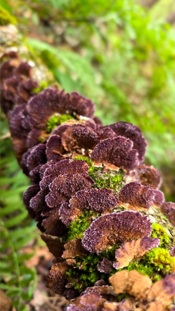 Violet-toothed polypore