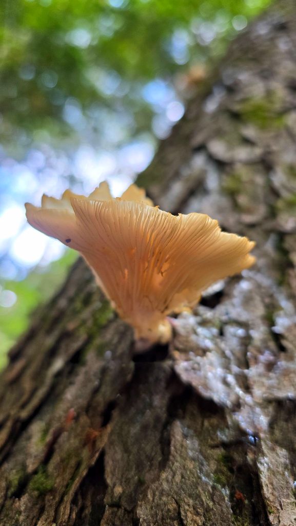 Oyster mushroom growing out of a tree