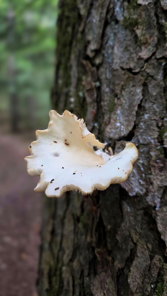 Oyster mushroom growing out of a tree