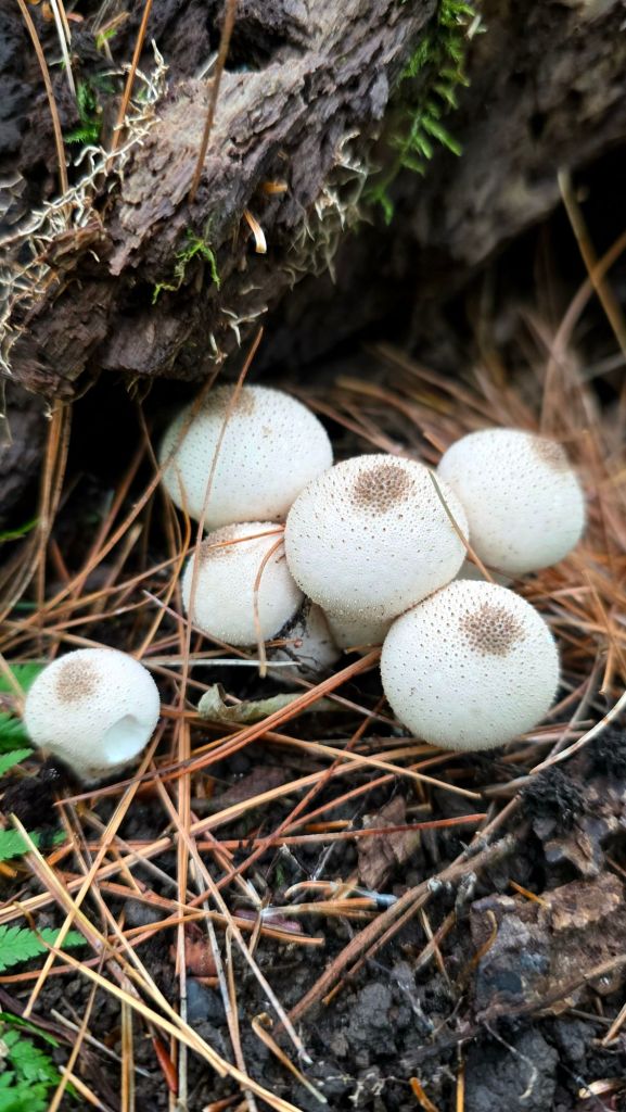 Common puffball mushrooms