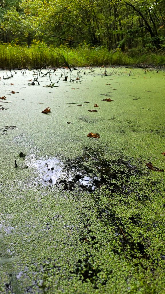 Vernal pool at Pettus Hill Preserve in Windsor, NY