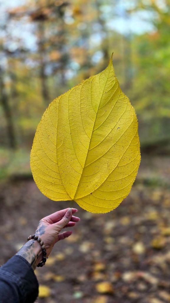 Kae Audhild holding a giant yellow leaf that fell from a tree at Great Gully in Union Springs, NY