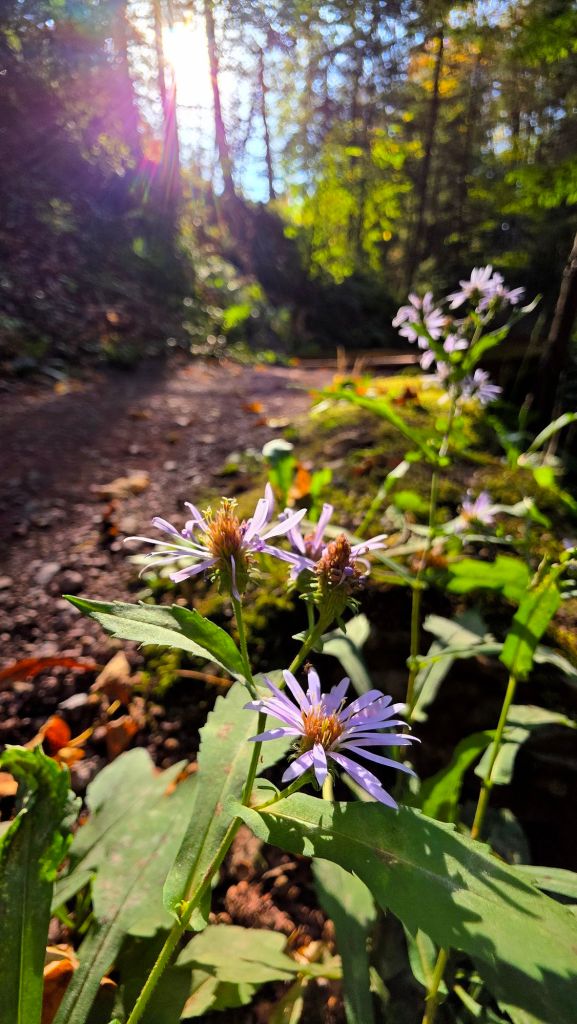 Purple wildflowers growing along the trail through Root Glen - Hamilton College in Kirkland, NY