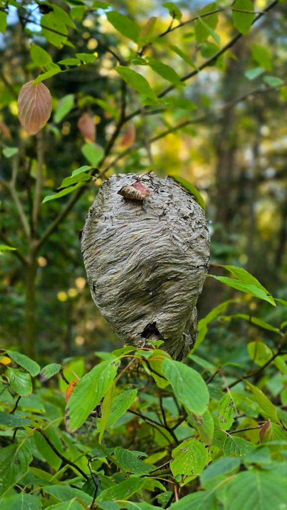 Hornet nest growing in a tree along the Kirkland trails loop 
