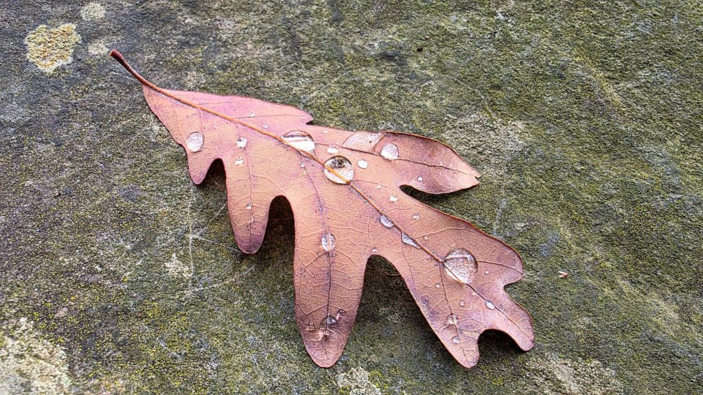 Red oak leaf with water droplets - autumn at Letchworth State Park - I love NY 
