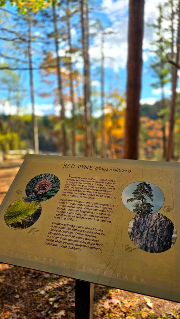 Red Pine information at Letchworth State Park