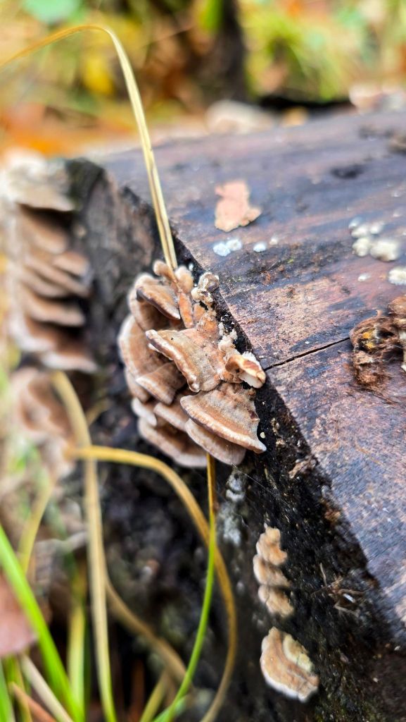 Young turkey tail mushrooms growing on a log at Letchworth State Park (October 2025) 